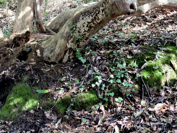 Bois des Moutiers (132) mars 2012